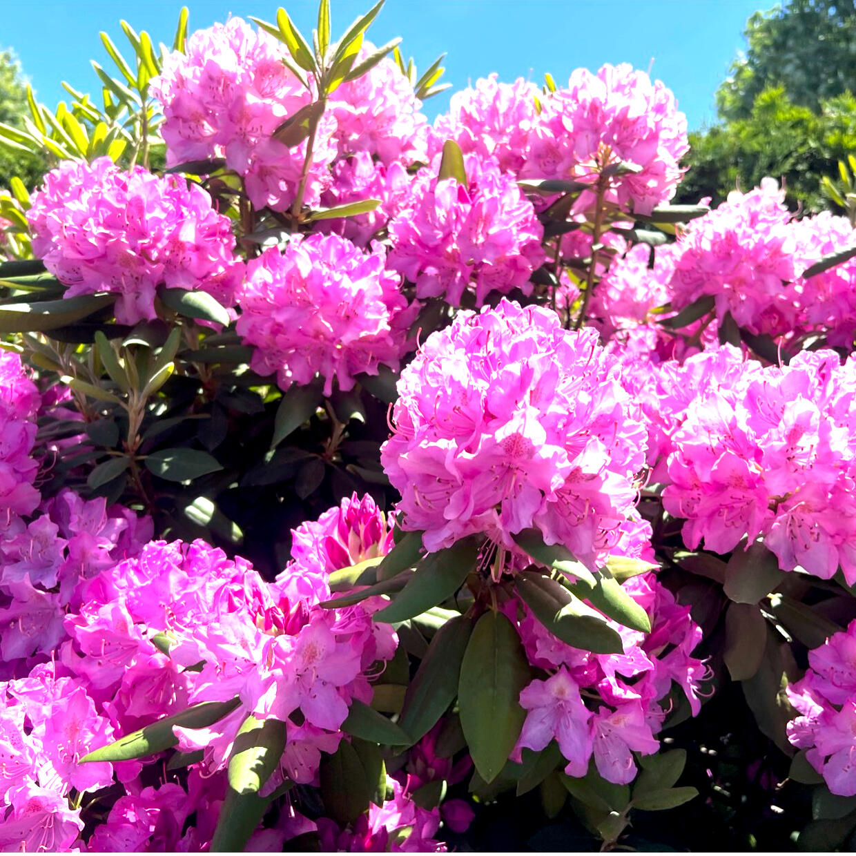 flowers pink
